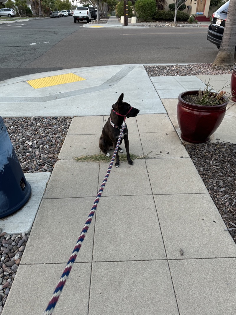 A picture of a black dog named Bowie sitting, taken on September 10 2024 at 6:36 am